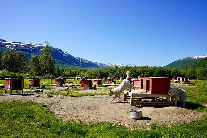 Sommer auf der Huskyfarm
