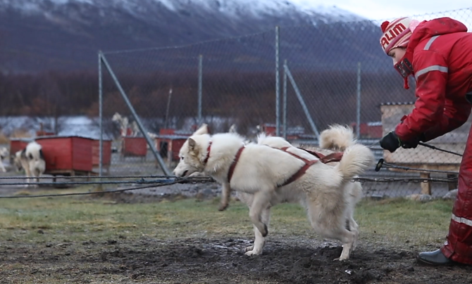 Die jungen Huskies: endlich erwachsen!