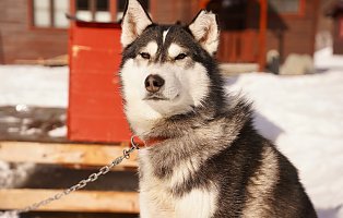 Ultricies nisi vel augue