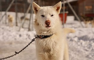 Ultricies nisi vel augue