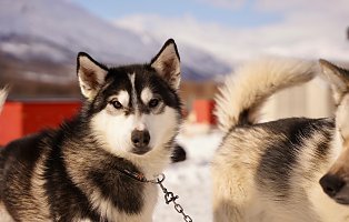 Ultricies nisi vel augue