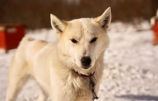 Ultricies nisi vel augue