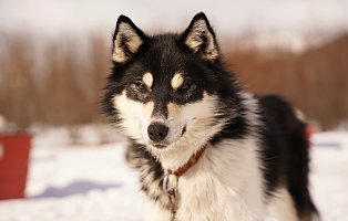 Ultricies nisi vel augue