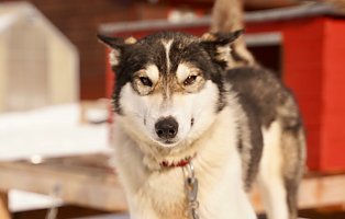 Ultricies nisi vel augue