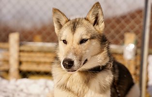 Ultricies nisi vel augue