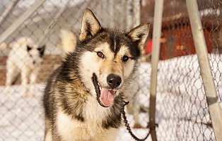 Ultricies nisi vel augue