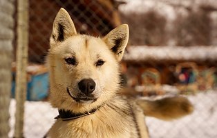 Ultricies nisi vel augue